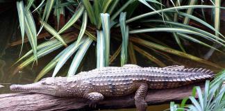 Где водятся крокодилы Морские крокодилы в австралии нападают на людей